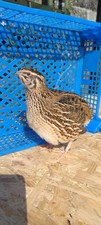 Japanese jumbo quail for sale  ABERTILLERY