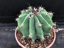 Ferocactus herrerae brevispinu usato Ferocactus herrerae brevispinu usato  Massafra