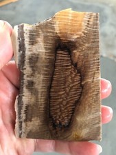 Badger pocket sycamore for sale  Cleveland