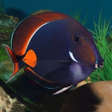 Achilles tang sohal for sale  North Hollywood