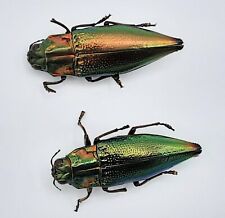 Buprestidae cyphogastra violac gebraucht kaufen  Wadern