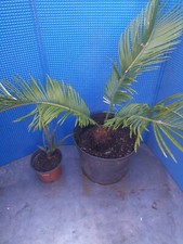 Cycas revoluta yucca d'occasion  La Crau