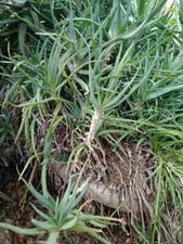 Aloe arborescens pianta usato  Barcellona Pozzo di Gotto