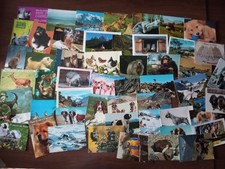 Lotto cartoline animali usato  Candelo