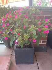 Wunderblume mirabilis jalapa gebraucht kaufen  Hannover