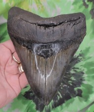 huge megalodon tooth for sale  Bloomsburg