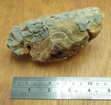 Geological rock fossil for sale  BRIGHTON