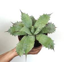 Agave parryi agave usato  Napoli