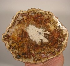 7.3 polished petrified for sale  Acworth