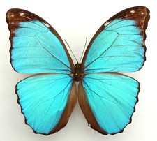 Morpho menelaus menelaus gebraucht kaufen  München