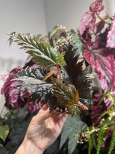 Begonia miri rare for sale  BROCKENHURST