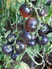 Pomodoro cosmos semi usato  Spedire a Italy