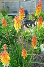 Kniphofia red hot for sale  UK