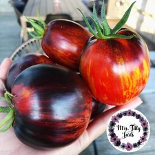 Stabtomate indigo blue gebraucht kaufen  Eichstätt