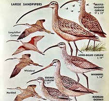Large sandpipers shore for sale  Cambridge