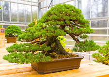 Samen achtung bonsai gebraucht kaufen  Calw