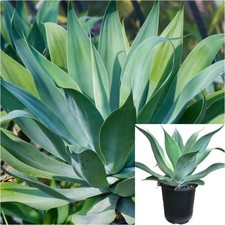 Agave blue flame for sale  Modesto