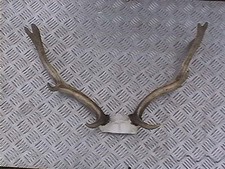 Fallow buck deer for sale Fallow buck deer for sale  IPSWICH