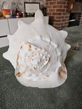 conch shells for sale conch shells for sale WIRRAL