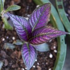 Persian shield strobilanthes for sale  Old Town