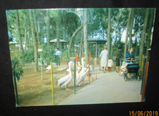 Postcard. zoo park. for sale  BURY ST. EDMUNDS