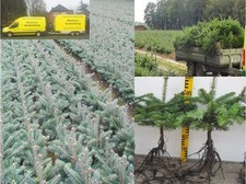 Abies nordmanniana tlugi gebraucht kaufen Abies nordmanniana tlugi gebraucht kaufen  Saterland