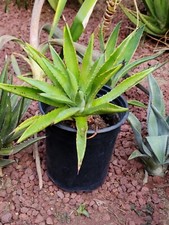 Agave decipiens false for sale  Tulare