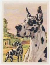 German dog great d'occasion  Expédié en Belgium