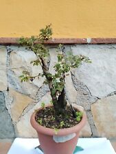 Pre bonsai bianco usato  Lagonegro