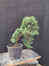 Bonsai juniperus usato  Montevarchi