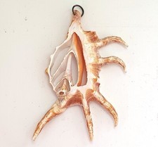 Pendentif coquillage naturel d'occasion  Calonne-Ricouart