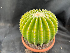 echinocactus grusonii usato echinocactus grusonii usato Massafra