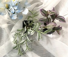 Tradescantia set easy for sale  Puyallup