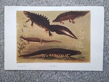 newts for sale newts for sale  STAFFORD