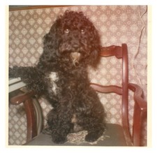 1970s black poodle for sale  Orange