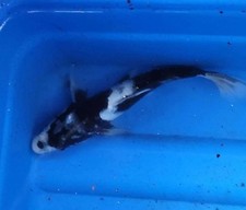 Inch imported japanese for sale  Lakeland