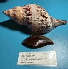 copos tulipa comprar usado copos tulipa comprar usado  Enviando para Brazil