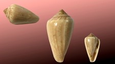 Conidae conus vayssierei usato  Roma