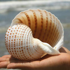 Natural conque shell d'occasion  Expédié en Belgium
