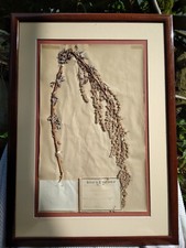 Herbier ancien 19em d'occasion  Malakoff