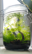Self sustaining ecosphere for sale  STOKE-ON-TRENT
