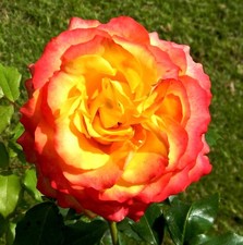 Rosa meilland tequila usato  Napoli