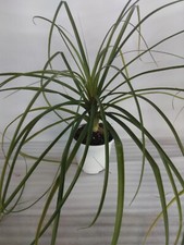 Pony tail palm for sale  Kerens