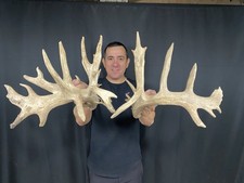 235 set whitetail for sale  Delphos