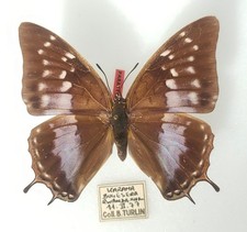 Charaxes turlini adelinae d'occasion  Expédié en Belgium