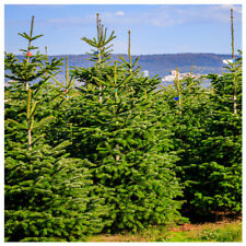 Nordmann fir christmas for sale  NEWTOWNARDS
