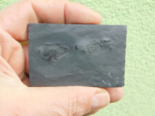 Schöner trilobit chotecops gebraucht kaufen  Limbach-Oberfrohna