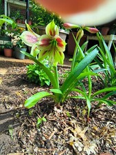 Amaryllis papilio blooming for sale  Hickory