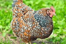 œufs fécondés sussex d'occasion  Ancy-le-Franc
