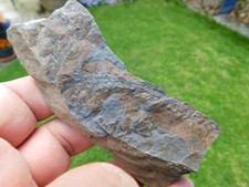 Pflanzenfossilien sphenophyllu gebraucht kaufen  Limbach-Oberfrohna